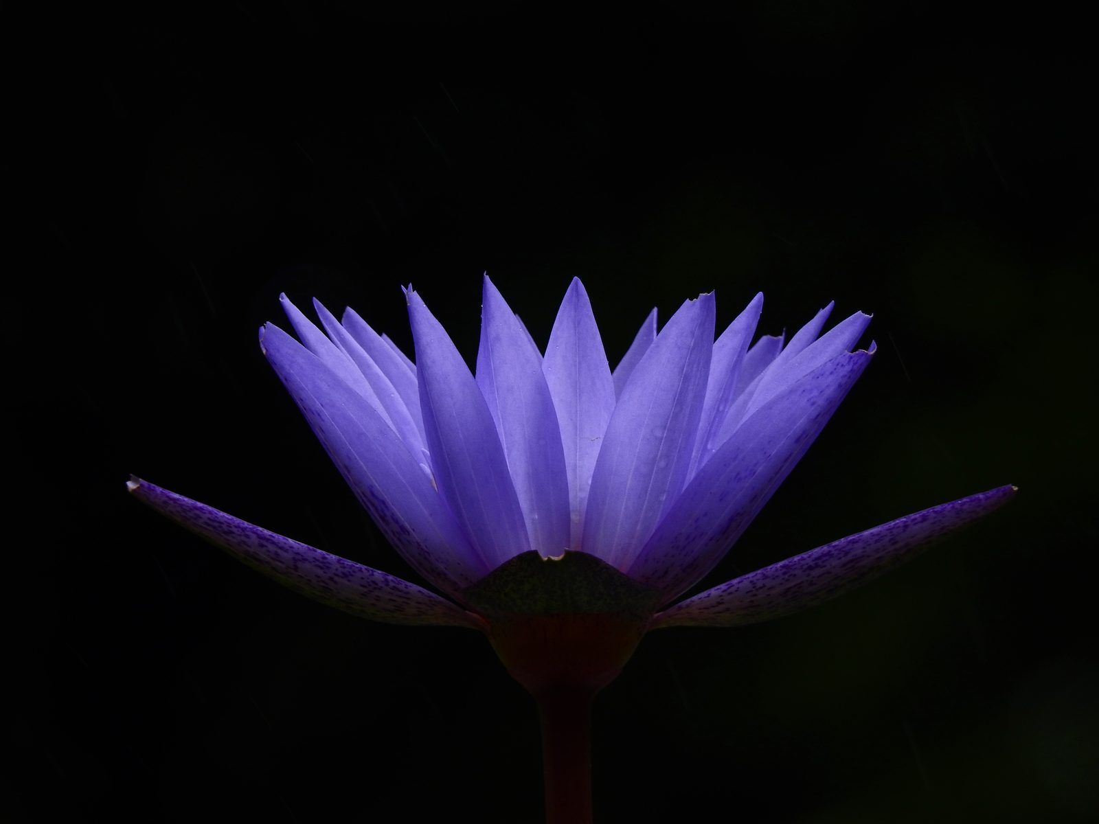 Blue lotus flower