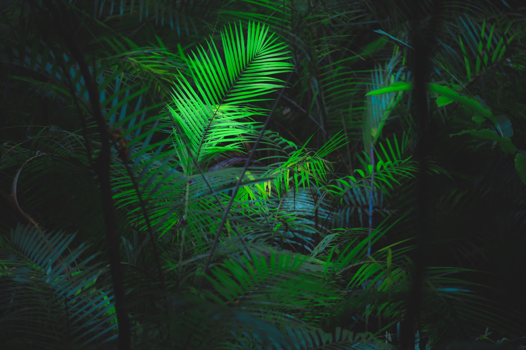 Sunlit tropical leaves