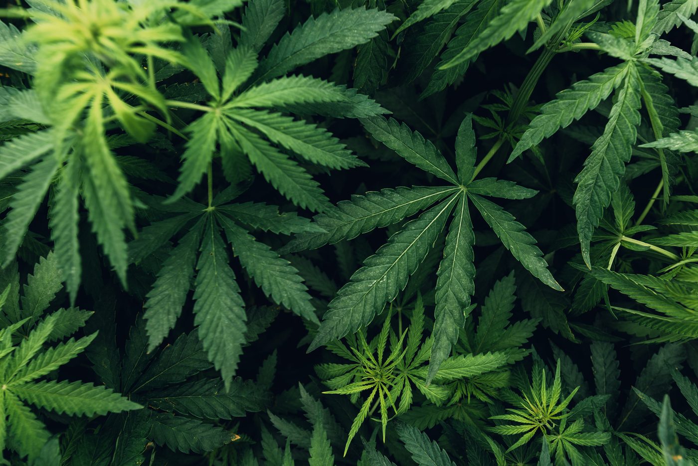 Hemp plants growing in a field
