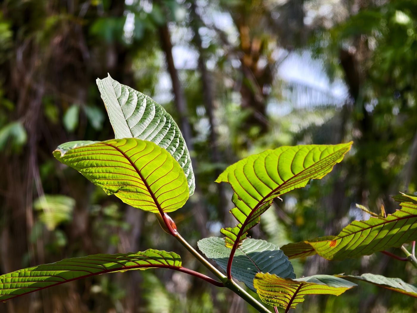 Kratom leaves on a branch