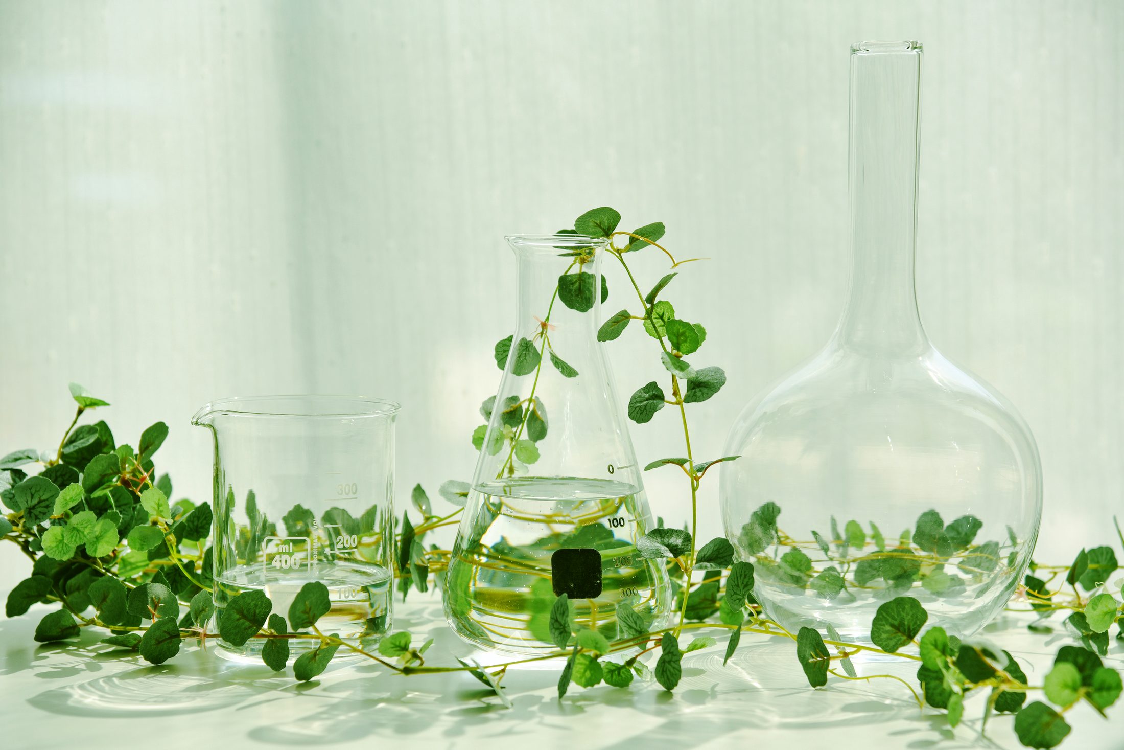 Botanical cuttings in laboratory glassware